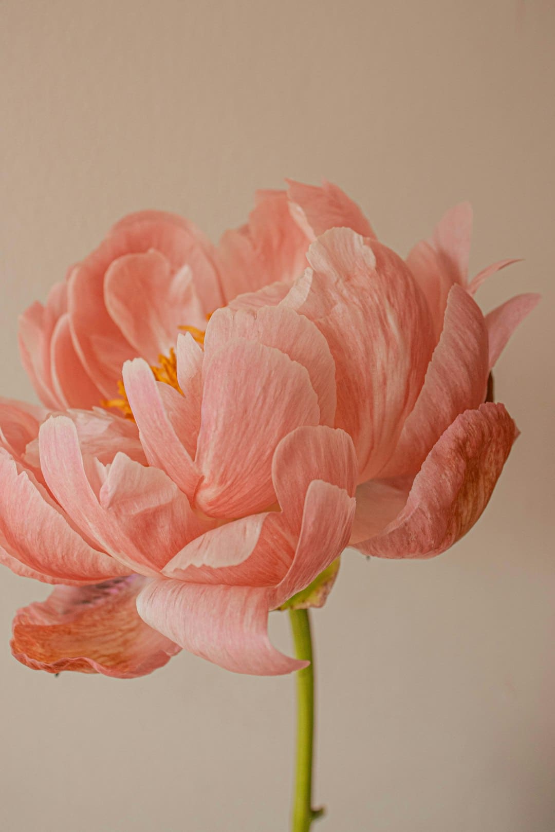 “鲜花经济”美丽开放